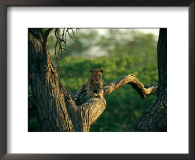 A Leopard Relaxes On A Tree Branch by Beverly Joubert Pricing Limited Edition Print image