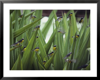 A Flock Of Bananaquit Birds Perched On Aloe Leaves by Jodi Cobb Pricing Limited Edition Print image