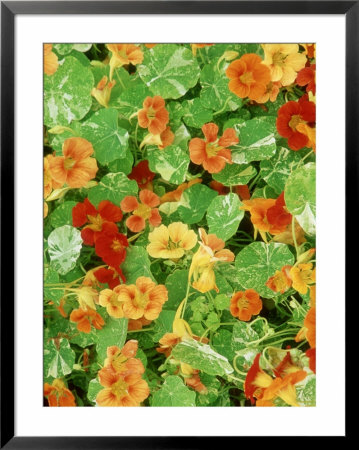 Tropaeolum Tutti Frutti by Mark Bolton Pricing Limited Edition Print image