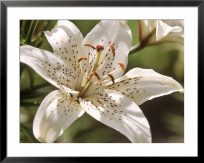 Lilium Mont Blanc Close-Up Of White Flower Karlskoga, Sweden by Bjorn Forsberg Pricing Limited Edition Print image