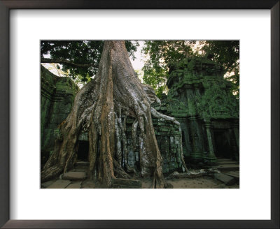 Ta Prohm, 400-Year-Old Tree, Cambodia by Walter Bibikow Pricing Limited Edition Print image