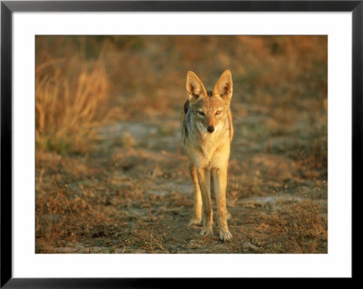 Black-Backed Jackal, Standing, Botswana by Patricio Robles Gil Pricing Limited Edition Print image