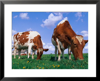 Two Cows Grazing In A Field by Lynn M. Stone Pricing Limited Edition Print image
