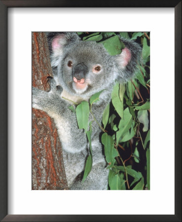 Koala Bear, Queensland, Australia by Don Grall Pricing Limited Edition Print image