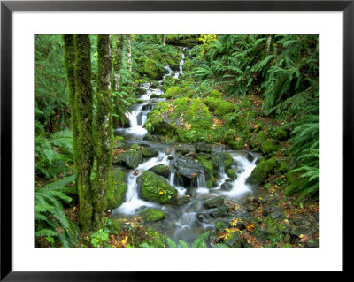 Waterfall At Mt. Rainer Rain Forest by Charles Benes Pricing Limited Edition Print image