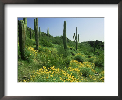 Sonoran Desert In Bloom, Picacho Peak State Park Arizona by David M. Dennis Pricing Limited Edition Print image