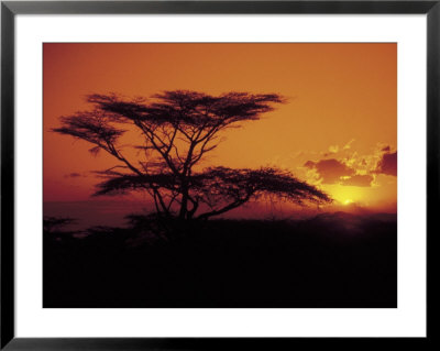 Acacia Tree At Sunset, Kenya by Timothy O'keefe Pricing Limited Edition Print image