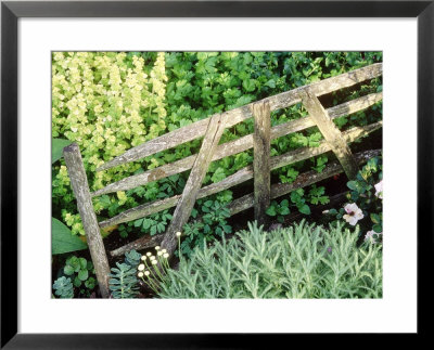 Mini Hurdle Separating Herbs Santolina, Parsley, Marjoram Little Hutchings, Sussex by Sunniva Harte Pricing Limited Edition Print image