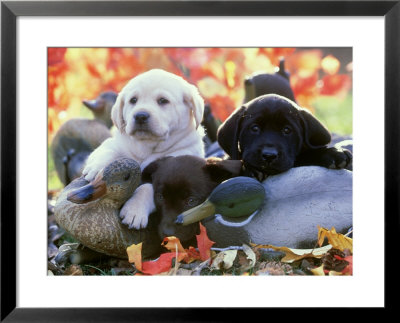 Black, Yellow And Chocolate Labrador Pups Resting On Duck Decoys by Alan And Sandy Carey Pricing Limited Edition Print image