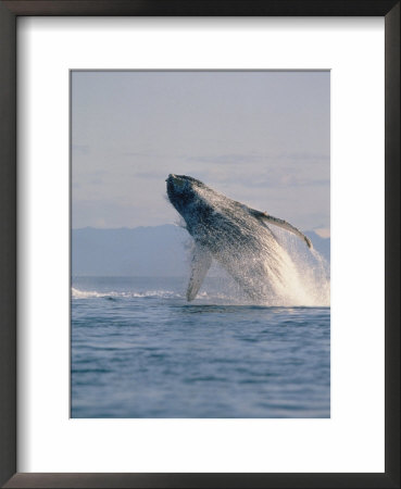 Breaching Humpback Whale by Stuart Westmoreland Pricing Limited Edition Print image