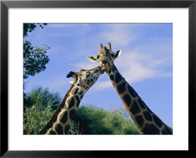 Giraffes Nuzzle One Another by Nick Caloyianis Pricing Limited Edition Print image