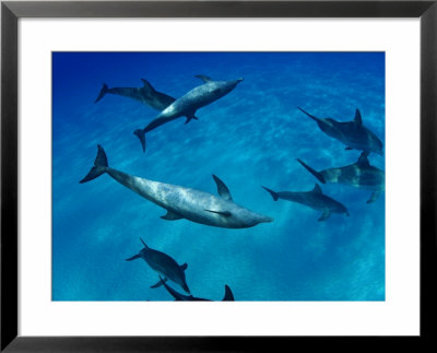 Atlantic Bottlenose Dolphin, With Atlantic Spotted Dolphins, Bahamas by David B. Fleetham Pricing Limited Edition Print image