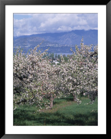 Fruit Trees In Bloom, Kelowna, Bc, Canada by Troy & Mary Parlee Pricing Limited Edition Print image