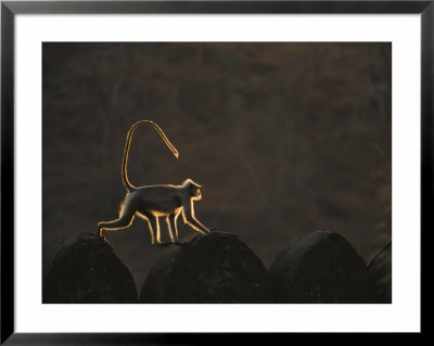 A Langur Monkey Is Highlighted While Walking Across The Top Of One Of The Forts Walls by Bill Ellzey Pricing Limited Edition Print image