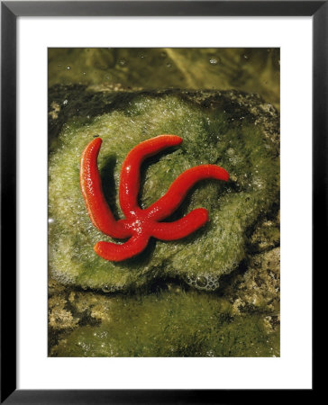 A Bright Red Starfish Rests On An Algae-Covered Rock by Bill Curtsinger Pricing Limited Edition Print image