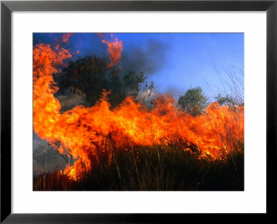 Grass Fire Burning, Australia by John Banagan Pricing Limited Edition Print image