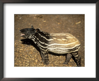 Malayan Tapir, Mouth Open, Zoo Animal by Stan Osolinski Pricing Limited Edition Print image