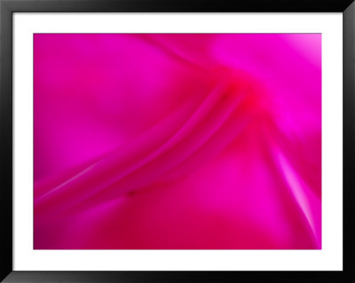 Close View Of An Orchid Stem by Raul Touzon Pricing Limited Edition Print image