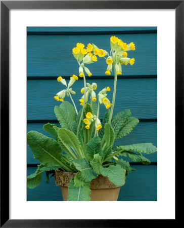 Primula Veris (Cowslip) by Mark Bolton Pricing Limited Edition Print image