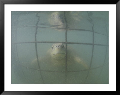 An Endangered Green Sea Turtle Peers Through A Cage by Bill Curtsinger Pricing Limited Edition Print image