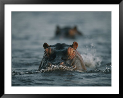 Hippos Swim Through The Chobe River by Chris Johns Pricing Limited Edition Print image