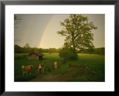 A Double Rainbow Arcs Over A Field With Cattle by Peter Carsten Pricing Limited Edition Print image