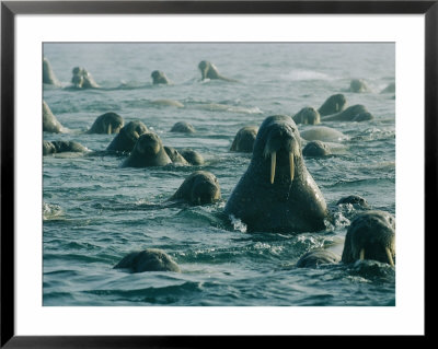 Atlantic Walruses Take A Swim In The Arctic Ocean by Norbert Rosing Pricing Limited Edition Print image
