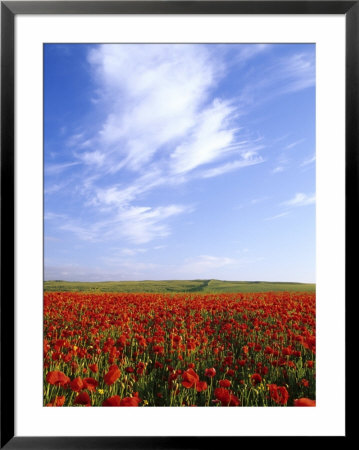 Poppy Field In Newquay, Uk by David Clapp Pricing Limited Edition Print image