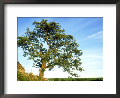 Hawthorn Tree, Summer, England by Mark Hamblin Pricing Limited Edition Print image
