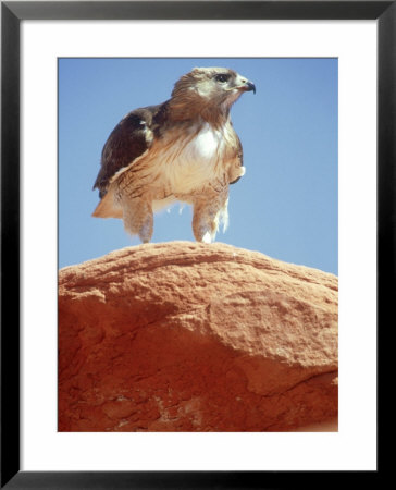 Red-Tailed Hawk, Adult, Nevada, Usa by Olaf Broders Pricing Limited Edition Print image