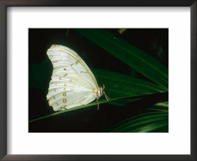 White Morpho, Aviary Animal by Stan Osolinski Pricing Limited Edition Print image