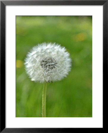 A Dandelion Clock In A Field by Bodo A. Schieren Pricing Limited Edition Print image