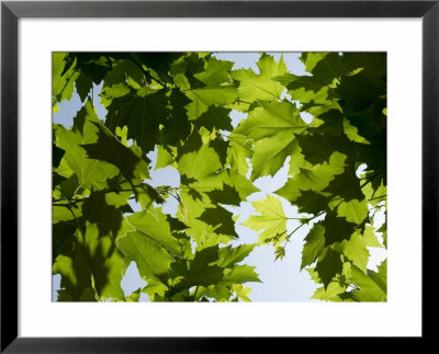 Vines Near Saint Jean Pied De Port, Basque Country, Pyrenees-Atlantiques, Aquitaine, France, Europe by Robert Harding Pricing Limited Edition Print image