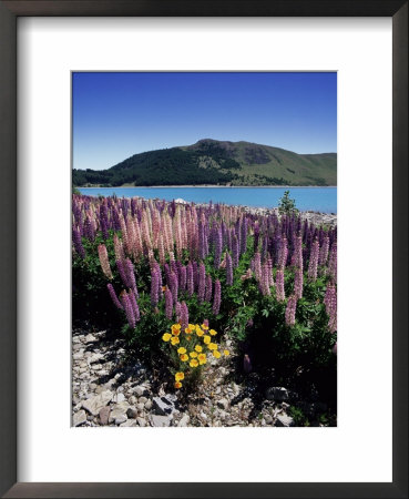 Wild Lupin Flowers (Lupinus) Beside Lake Tekapo, South Island, New Zealand by Gavin Hellier Pricing Limited Edition Print image