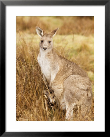 Eastern Grey Kangaroo And Joey, Kosciuszko National Park, New South Wales, Australia, Pacific by Jochen Schlenker Pricing Limited Edition Print image