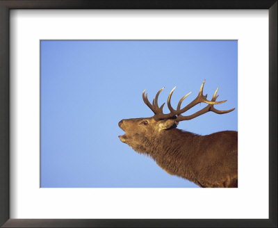 Red Deer Stag, Highlands, Scotland, Uk, Europe by David Tipling Pricing Limited Edition Print image
