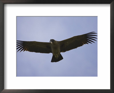 Juvenile Andean Condor Soaring, Torres Del Paine National Park, Chile, South America by James Hager Pricing Limited Edition Print image