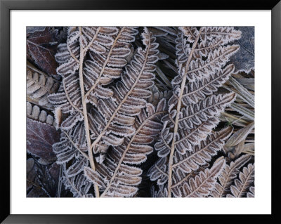 Close-Up Of Frosted Leaf Fronds by Mattias Klum Pricing Limited Edition Print image