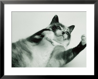 Gringa The Cat by Bob Winsett Pricing Limited Edition Print image