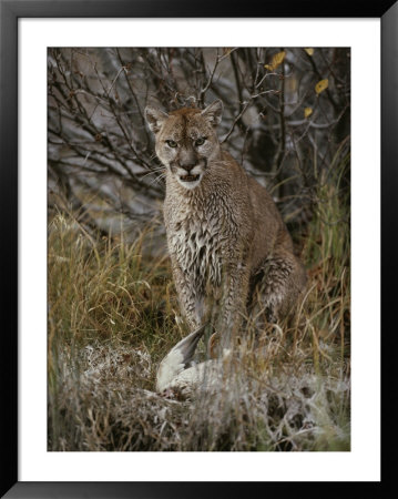 Mountain Lion With A Duck It Killed by Jim And Jamie Dutcher Pricing Limited Edition Print image