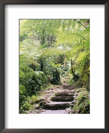 Les Chutes De Carbert, Basse-Terre Region, Guadeloupe, French Antilles, West Indies by Bruno Barbier Pricing Limited Edition Print image