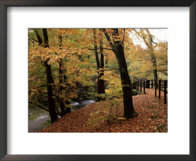 Breezy Autumn Day By The River Brathay Footbridge, Skelwith Bridge, Cumbria, England by Pearl Bucknall Pricing Limited Edition Print image