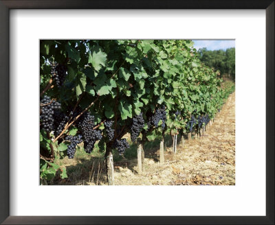 Vineyard, Gaillac, France by Robert Cundy Pricing Limited Edition Print image