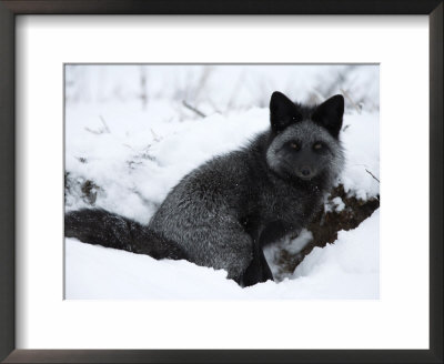 Silverfox (Red Fox) (Vulpes Vulpes), Churchill, Hudson Bay, Manitoba, Canada by Thorsten Milse Pricing Limited Edition Print image