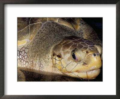 Head Of Olive Ridley Sea Turtle (Leipidochelys Olivacea, Phuket Province, Thailand by Marco Simoni Pricing Limited Edition Print image