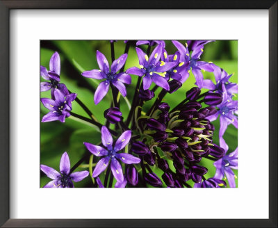 Scilla Peruviana by Mark Bolton Pricing Limited Edition Print image