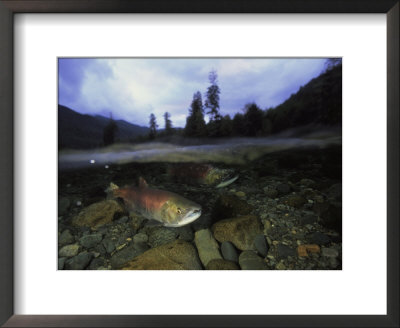 Salmon, Clayoquot Sound, Vancouver Island by Joel Sartore Pricing Limited Edition Print image