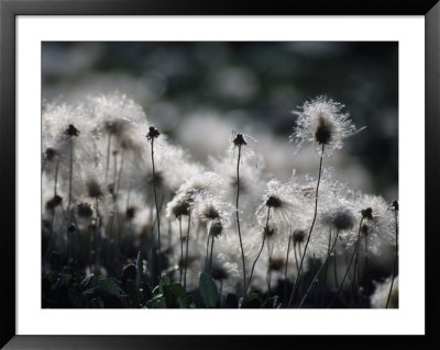 Yellow Dryas, Seed Heads, Kotzebue by Ernest Manewal Pricing Limited Edition Print image