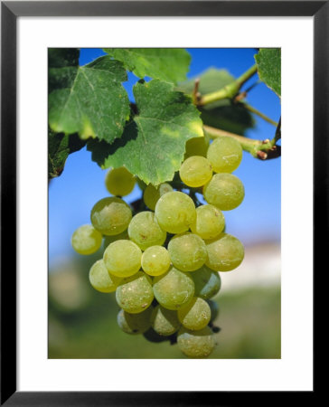 Bunch Of Grapes, Champagne, France by Sylvain Grandadam Pricing Limited Edition Print image