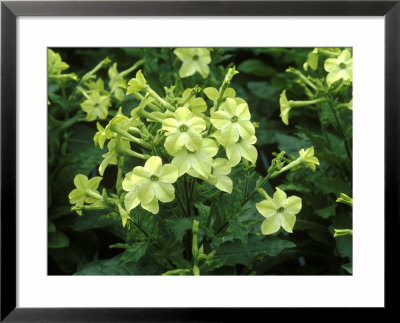 Nicotiana Alata Lime Green In Flower by Michele Lamontagne Pricing Limited Edition Print image